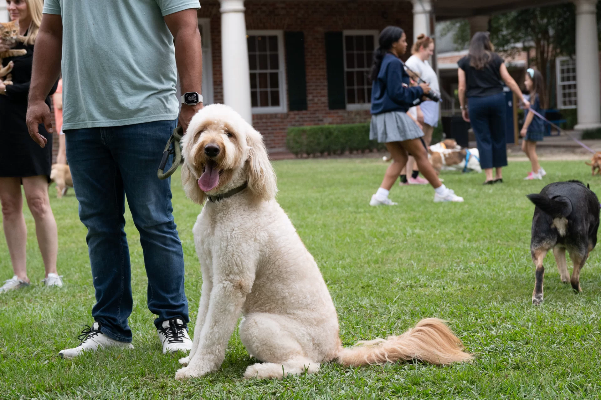 Blessing Of The Animals 82734.webp